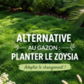 Jardin luxuriant avec du Zoysia en pleine croissance, illustrant une alternative au gazon traditionnel.