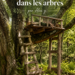 Cabane dans les arbres accueillante avec des branches verdoyantes autour.
