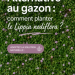 Jardin verdoyant avec Lippia nodiflora, plante alternative au gazon.
