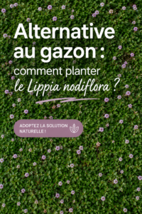 Jardin verdoyant avec Lippia nodiflora, plante alternative au gazon.