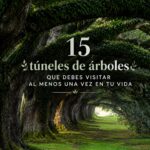 Un tunnel majestueux d'arbres verdoyants lors d'une promenade