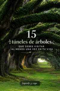 Un tunnel majestueux d'arbres verdoyants lors d'une promenade