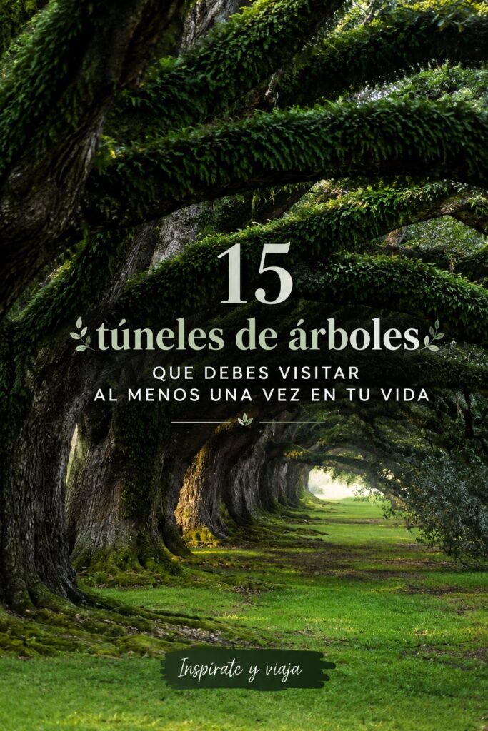 Un tunnel majestueux d'arbres verdoyants lors d'une promenade