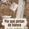 Gros plan d'arbres peints en blanc dans un jardin ensoleillé