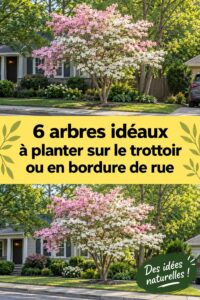 Un jardin élégant avec plusieurs arbres bien entretenus, apportant fraîcheur et beauté.