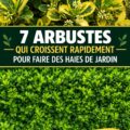 Jardin avec des arbustes à croissance rapide ajoutant de la verdure et de la couleur.