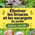 Jardin avec des plantes protégées contre les escargots et limaces