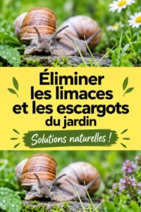 Jardin avec des plantes protégées contre les escargots et limaces