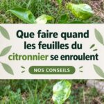 Citronnier avec des feuilles recroquevillées dans le jardin