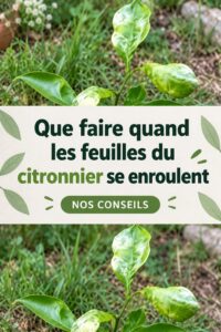 Citronnier avec des feuilles recroquevillées dans le jardin